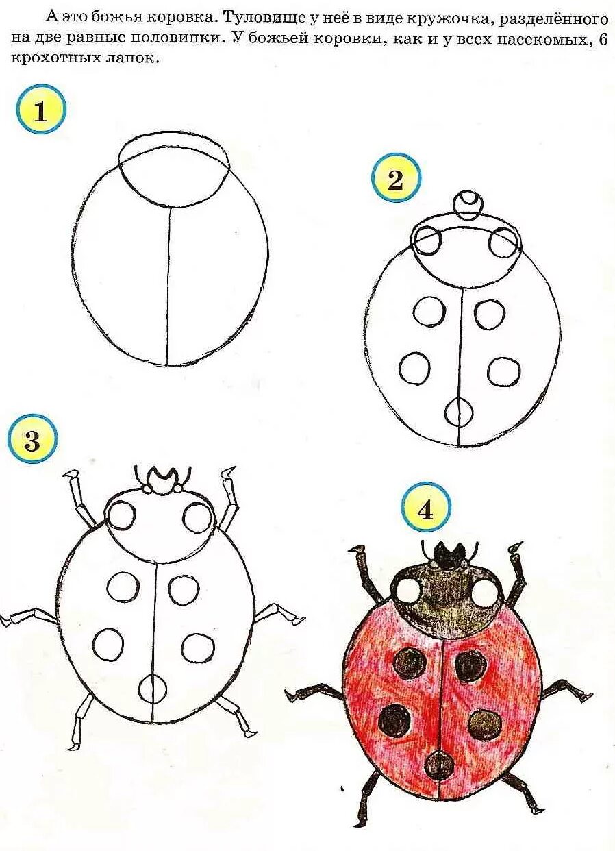 1 класс божья коровка. Технологическая карта рисования Божьей коровки. Рисование насекомые. Пошаговое рисование Божьей коровки для детей. Поэтапное рисование насекомых.