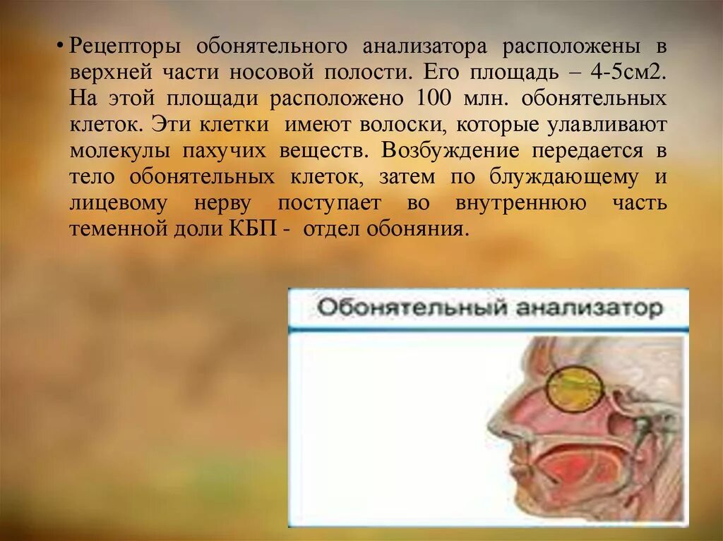 Звено обонятельного анализатора. Обонятельный анализатор 8 класс биология. Анализаторы обоняние биология 8 класс. Вкусовой анализатор 8 класс биология. Строение рецепторов обонятельного анализатора.