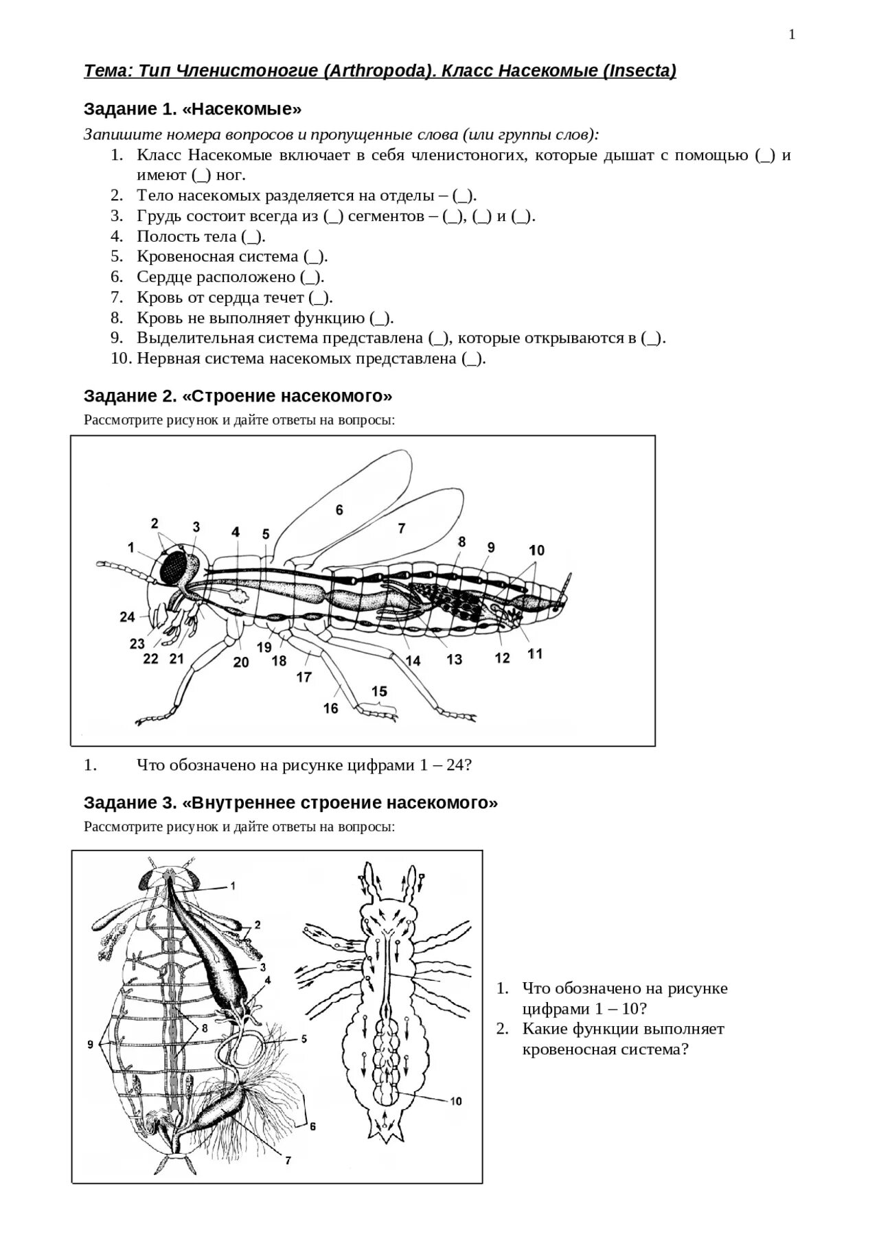 Тесты по биологии по насекомым. Членистоногие внутреннее строение. Класс насекомые Тип артропода. Членистоногие строение класса насекомые. Тема Тип Членистоногие класс насекомые 7 класс.