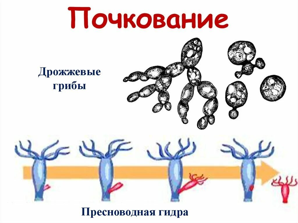 Почкование у животных примеры. Почкование гидры это бесполое размножение. размножение гидры почкование. почкование бесполое размножение. почкование пресноводной гидры.