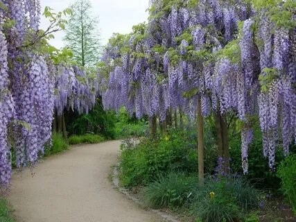 Wisteria