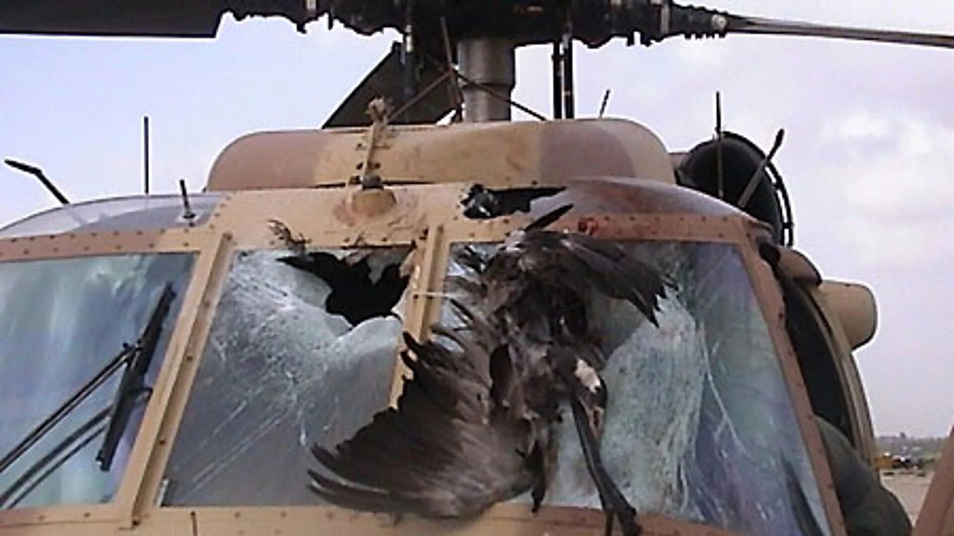Столкновение самолета с птицей. Птица врезалась в самолет.