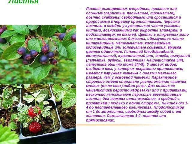 Тип листьев розоцветных. Листья розоцветных. розоцветные растения листья. сложные листья розоцветных. розоцветные листья простые или сложные.