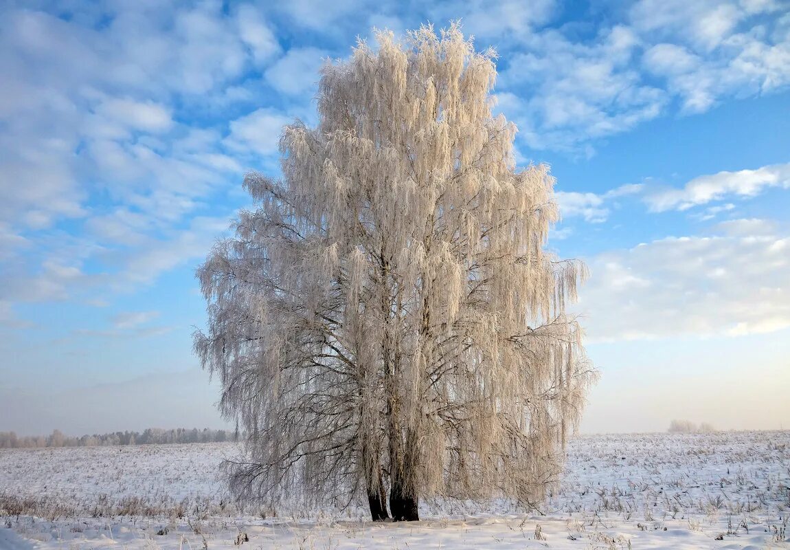 "белые березы, белые снега. Макушки берез. Береза зимой. Береза в снегу. Деревья в снегу.