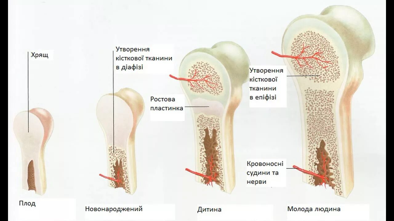 Эпифизарная пластинка роста кости. Костная ткань ребенка. Строение зоны роста кости у детей. Зоны роста трубчатых костей у детей.