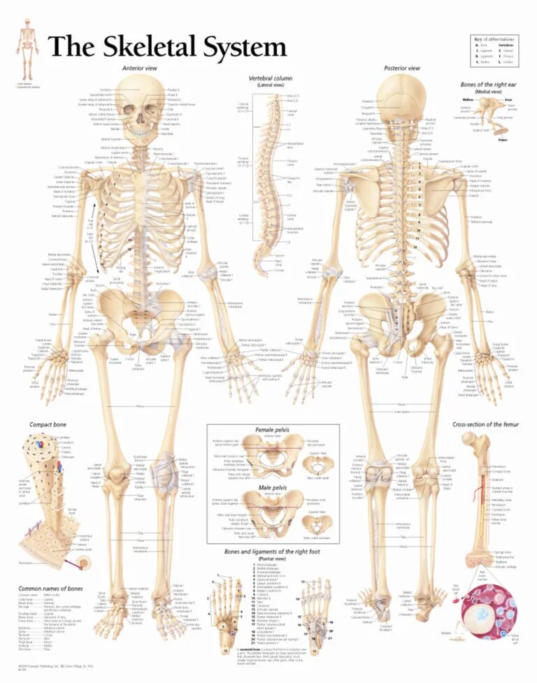 Скелетная система человека плакат. Анатомия костной системы. Костная система человека анатомия. Скелет человека анатомия.