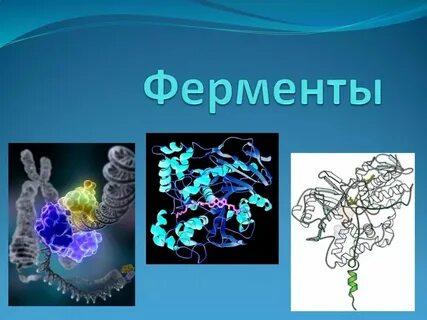 Ферменты презентация биология
