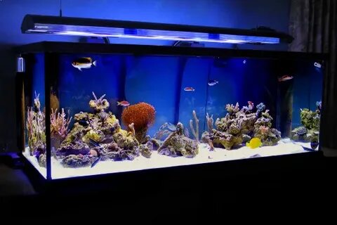 Работа морские аквариумы