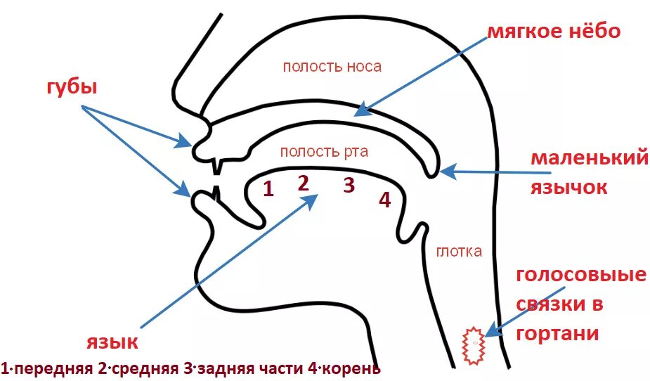 Артикуляционный аппарат активные и пассивные органы артикуляции. Речевой аппарат активные и пассивные органы речи. Органы артикуляции речевого аппарата. Строение речевого аппарата артикуляция. Процесс артикуляции