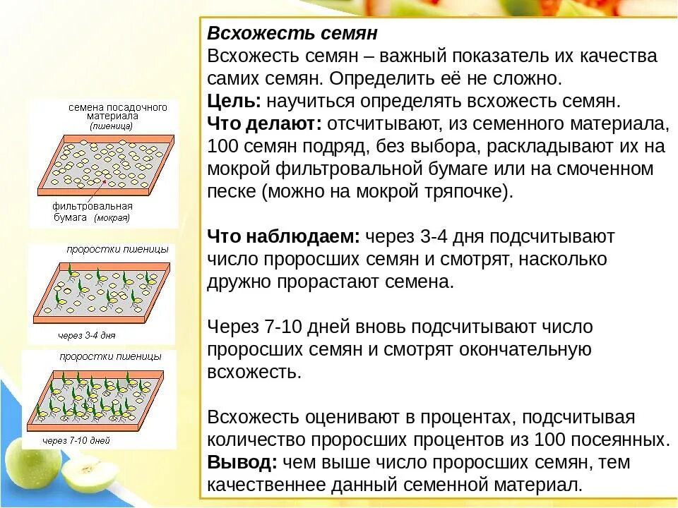 Условия посева семян биология 6 класс. Технология посева семян. Определить всхожесть семян. Посев. Способы посева семян.. Определение всхожести семян.