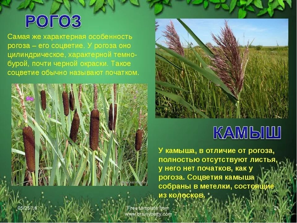 Камыш рогоз тростник. Отличие рогоза от камыша. Рогоз и камыш отличия. Камыш рогоз тростник отличия. Рогоза растение и камыш отличия.