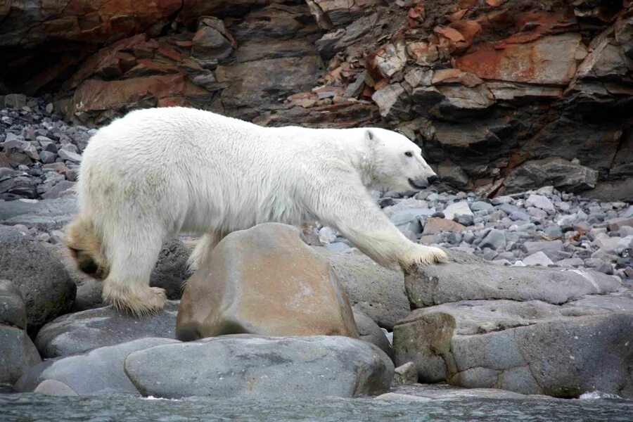 программа белый медведь. приложение белый медведь. семья белых медведей. остров врангеля белые медведи. Bear program.