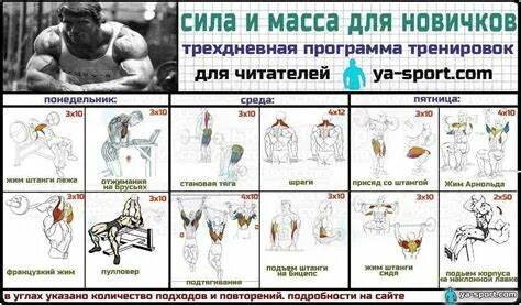 Программа тренировок для спины в тренажерном зале
