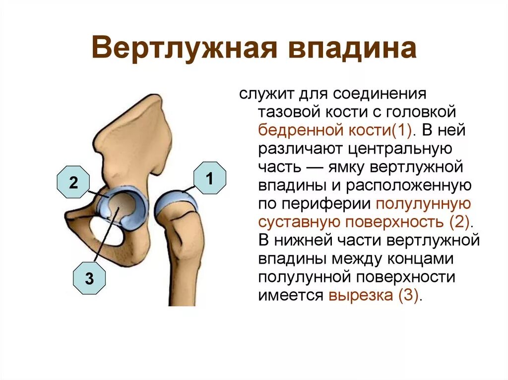 Берцовая и подвздошная кость. Вертлужная впадина тазобедренного сустава анатомия. Тазобедренный суставы вертлужня впадина. Перелом костей таза вертлужная впадина. Анатомия ямки вертлужной впадины.