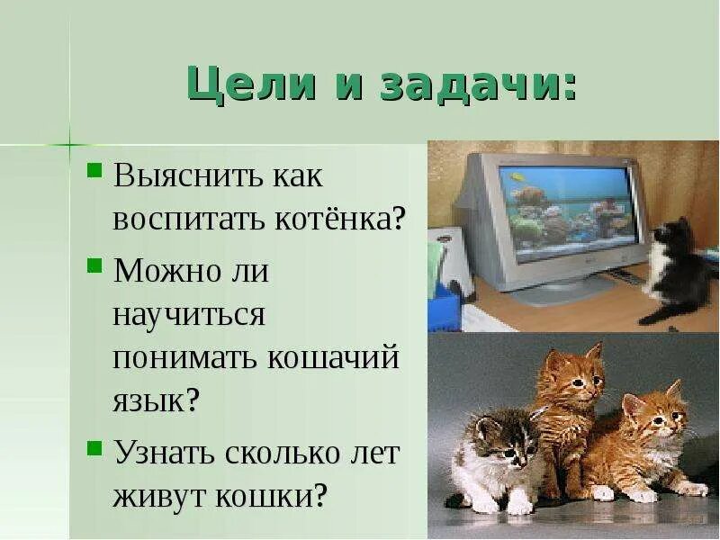 Цели и задачи воспитания котят. Как воспитать котенка. Как кошка воспитывает котят. Воспитанный кот.