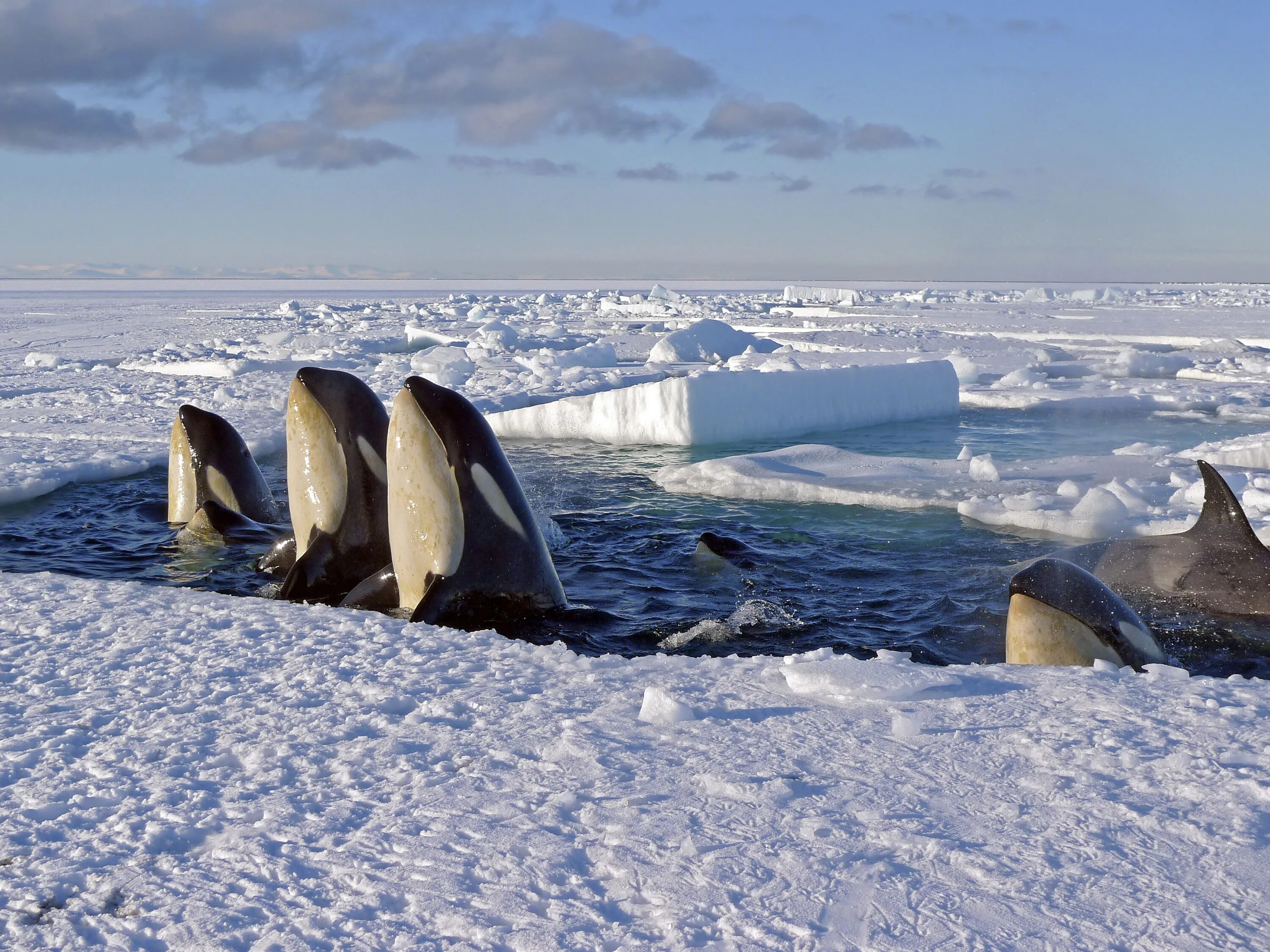 На льдах какого залива обитают белые. Антарктида кит Касатка. Касатка в Антарктиде. Море Уэдделла. Касатка в Антарктике.