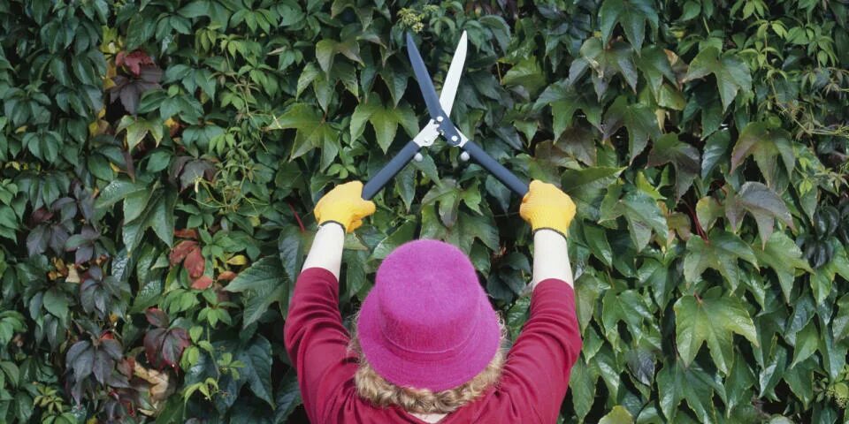 Девичий виноград зимой. Обрезка виноградной лозы. Девичьи виноград зимой. Девичий виноград на заборе зимой. Обрезка девичьего винограда весной.