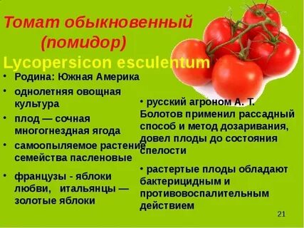 К какому плоду относится помидор