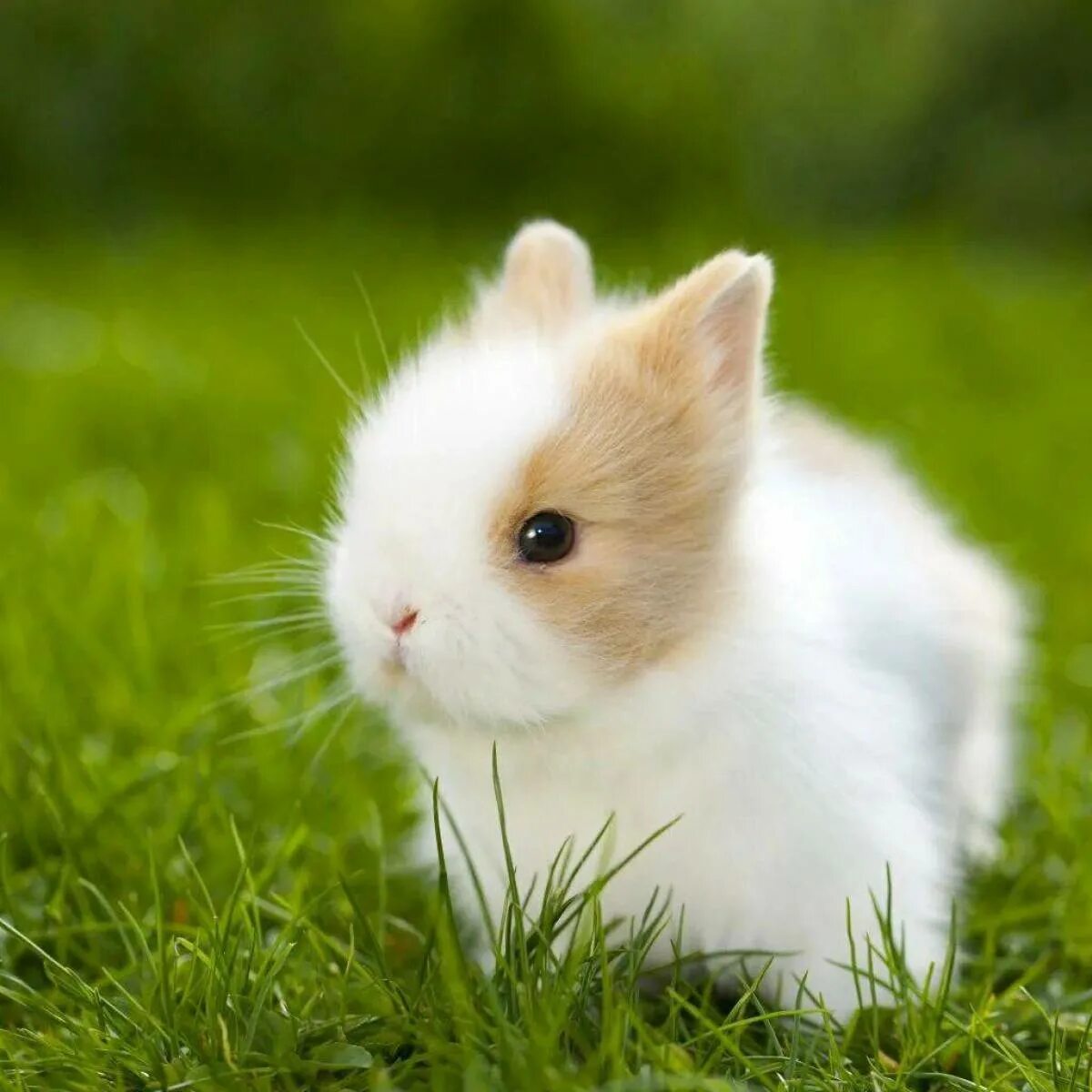 Маленькие картинки. Милый кролик. Маленькие кролики. Очень красивые кролики. Самые милые кролики.