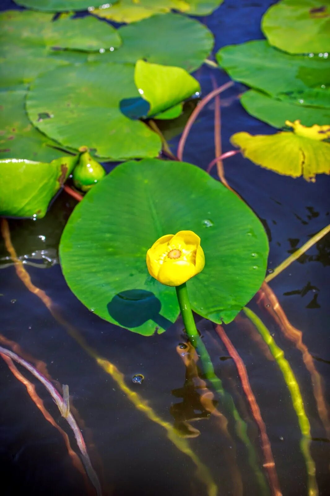 Nuphar lutea. Кувшинка кубышка. Кубышка жёлтая. Nuphar pumila. Кубышка уфа