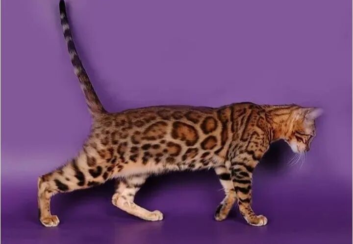 Рассмотрите фотографию кошки дикого окраса породы бенгальская. Бенгальский Мейн кун. Бенгальский кот. Тойгер и бенгал. Тойгер и Мейн кун.