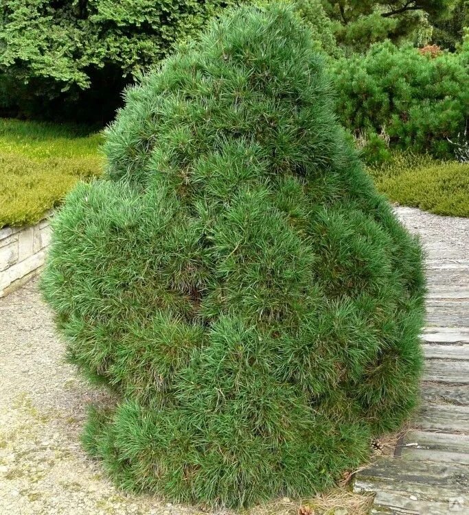 Хвойные купить интернет. Pinus Sylvestris globosa viridis. Сосна Глобоза. Сосна Горная Глобоза. Сосна Глобоза виридис.