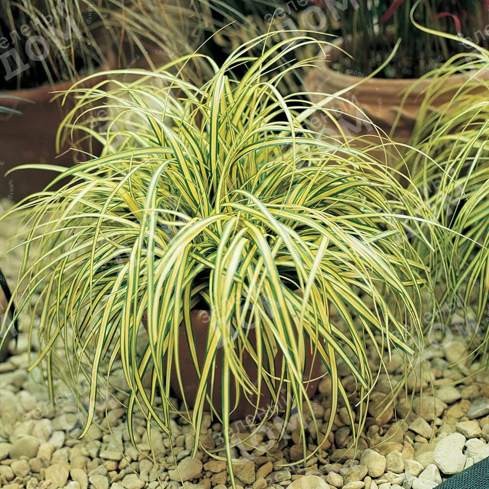 Осока охименская carex. Осока эверголд. Осока власовидная phoenix green. Осока власовидная frosted curls. Осока эверголд.