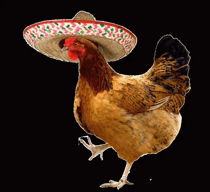 Chick s. Танцующая курица. Курочка танцует. Петух. Курица в шляпе.