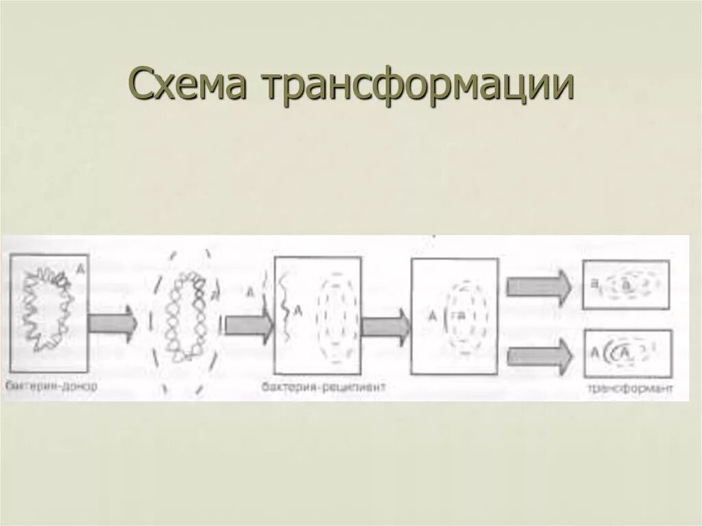 Трансформация кратко. Трансформация бактерий схема. Стадии трансформации бактерий схема. Трансформация микробиология схема. Схема процесса трансформации.