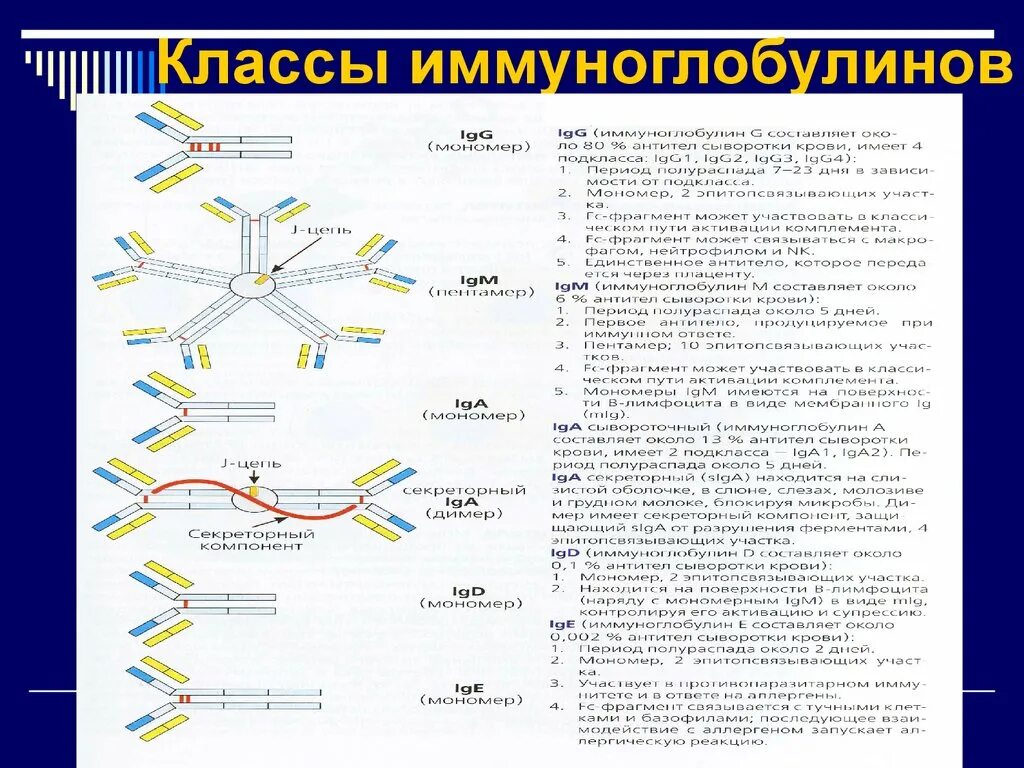 Иммунные антитела 1 4. Функции разных классов иммуноглобулинов. Характеристика 5 классов иммуноглобулинов. Классы иммуноглобулинов микробиология таблица. Антитела иммуноглобулины структура.