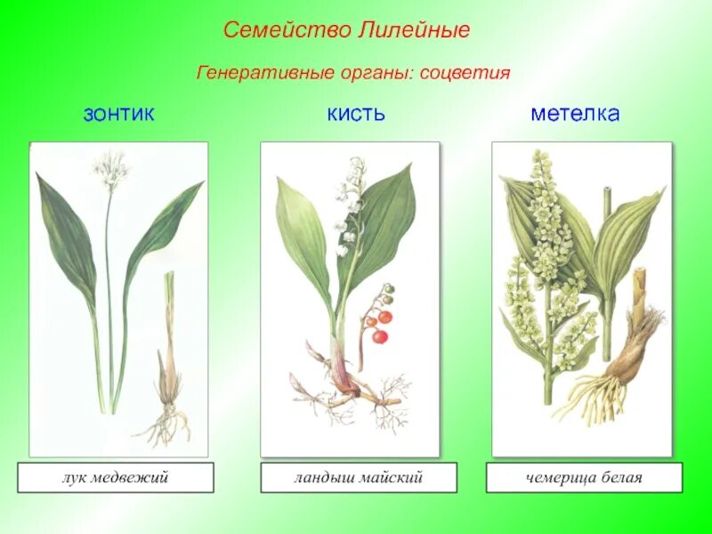 Соцветие лилейных растений. Лилейные соцветие биология 6 класс. Семейство лилейные плод коробочка. Соцветие цветка семейства лилейные. Семейство лилейные соцветие.