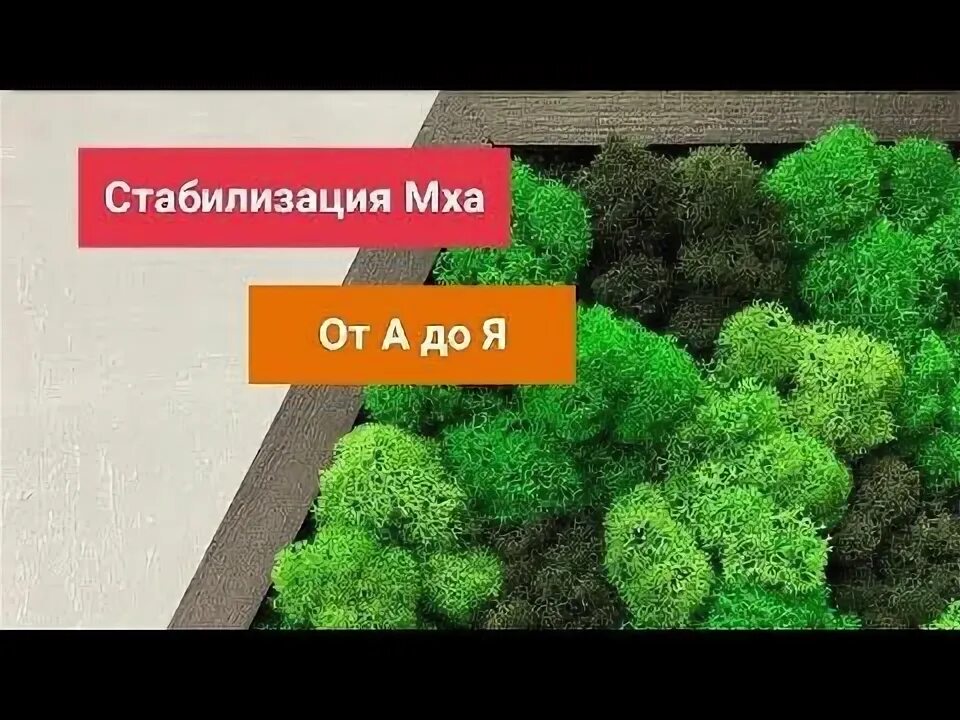 Что такое стабилизированный мох как ухаживать. Поделки из стабилизированного мха. стабилизированный мох в кашпо. поделки из стабилизированного мха своими руками. стабилизированный мох визитка.