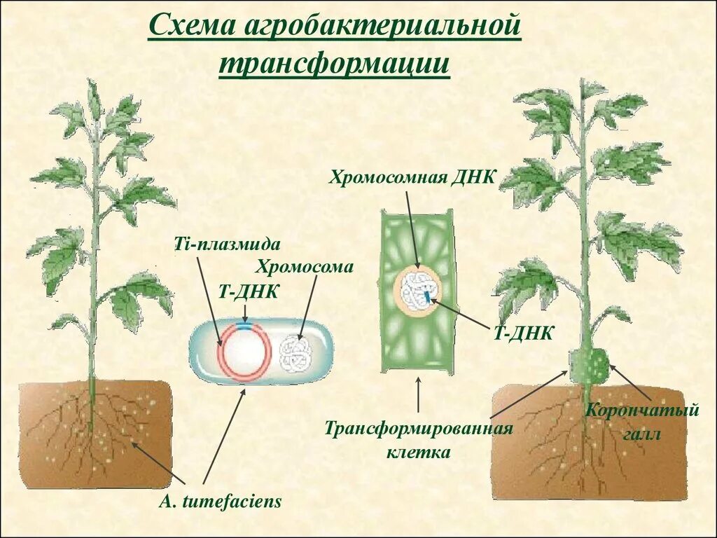 Выведение чистой линии растений методом. Агробактериальной трансформации растений. методы трансформации растений. схема агробактериальной трансформации. метод агробактериальной трансформации.
