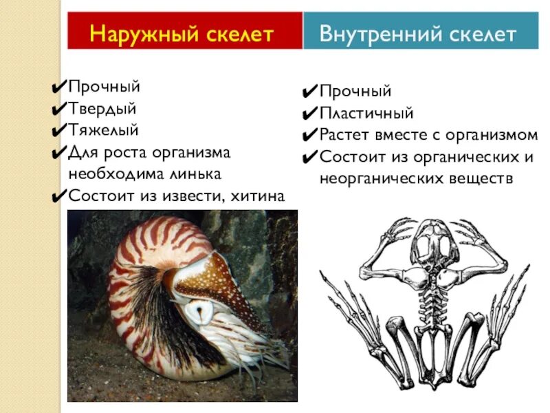Внутренний скелет состоит из хитина. Наружный скелет. внутренний скелет и наружный скелет. прочный внутренний скелет. наружный скелет описание.