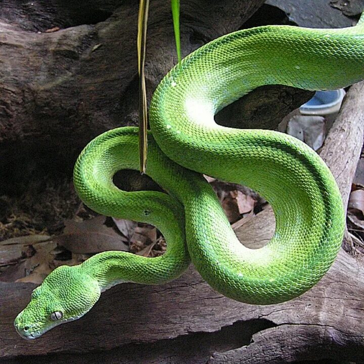 Пушистые змейки. Змея белогубый питон. Королевский питон зеленый. Изумрудный полоз. Зеленый полоз.