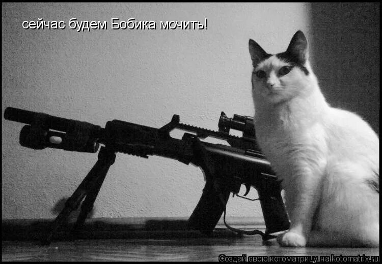 кот с винтовкой. кот с пушкой. кот с оружием. кот с автоматом. кот снайпер.