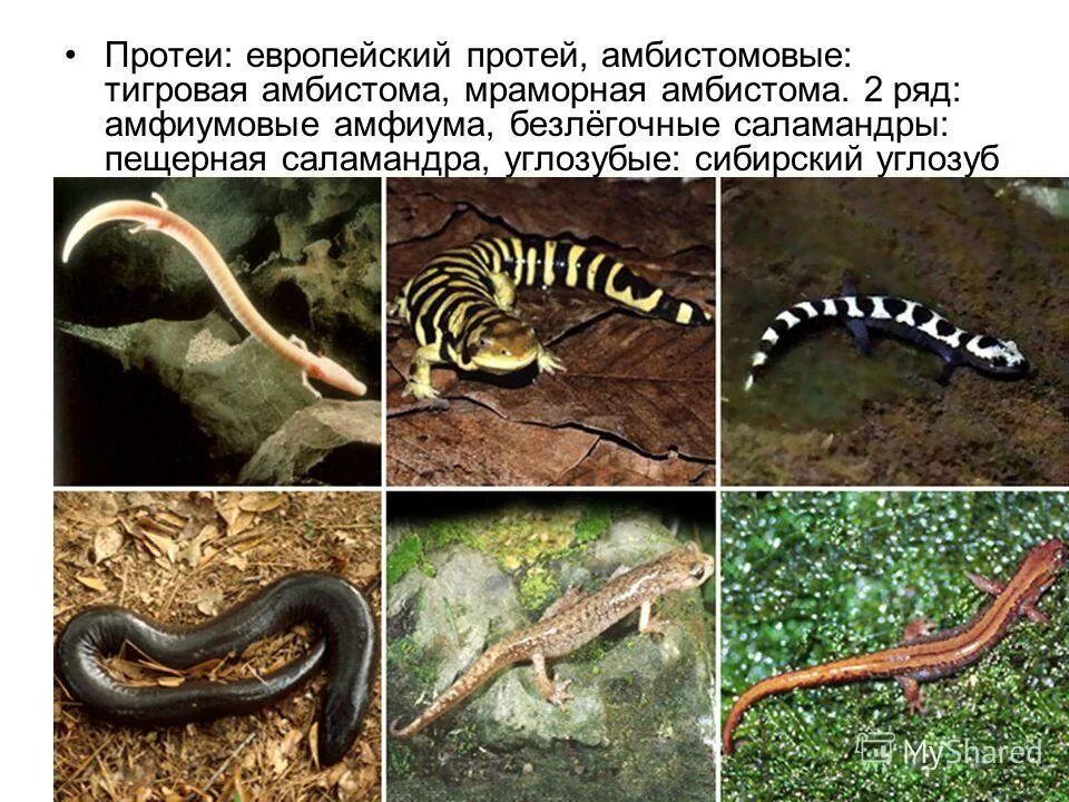 Обыкновенный тритон хвостатые земноводные. Отряд хвостатые земноводные представители. Саламандра презентация. Отряд хвостатые земноводные представители. К какому отряду относится саламандра.