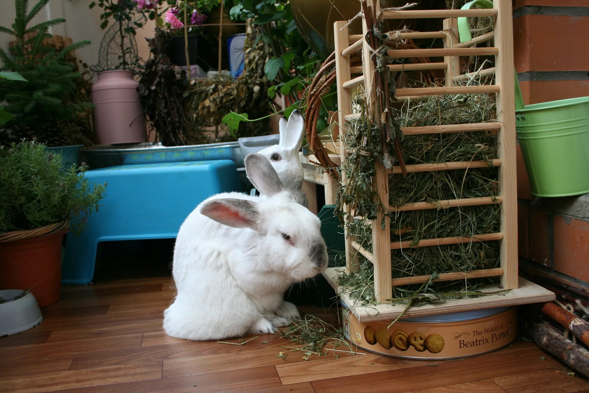 Домик для кролика декоративного. Кролик домашний декоративный. Кролик в квартире. Декоративный кролик в квартире.