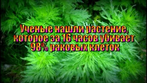 Растение погубившее