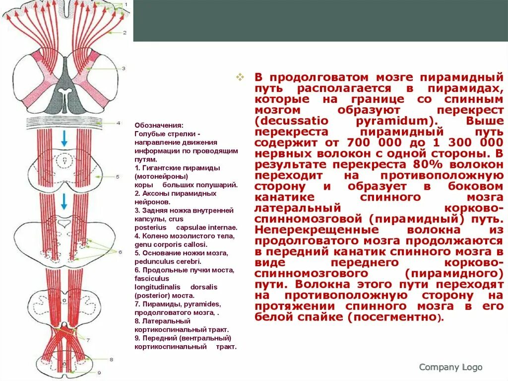 Перекрест пищеварительных и дыхательных путей происходит. Вентральный корково спинномозговой пирамидный путь. корково спинномозговой путь перекрест. перекрест переднего пирамидного пути. пирамидные пути продолговатого мозга.