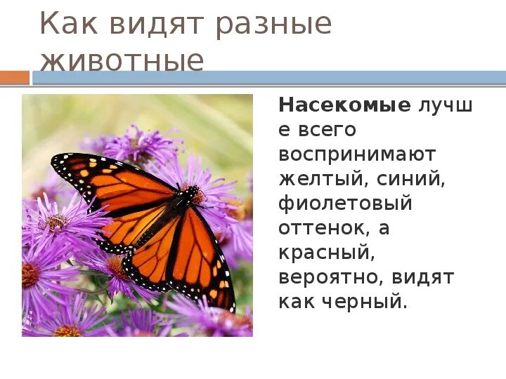 Как воспринимают информацию насекомые. Как видят животные. как видят мир животные. как видят мир животные и насекомые. как видят различные животные.