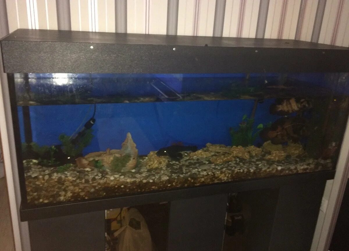 Аквариум ижевск. Аквариум ижевск. Авито аквариумы купить красивые напишем. Аквариум ижевск. Советский аквариум.