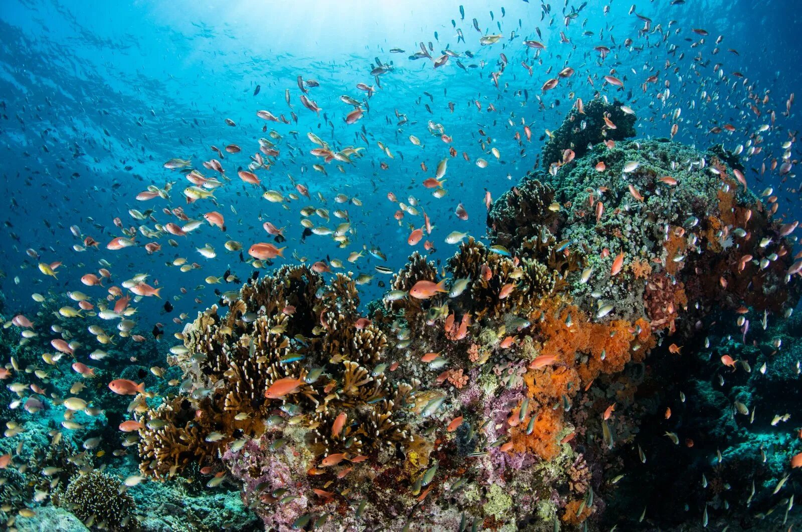 Экосистема кораллового рифа. Атлантический океан коралловый риф. Большой Барьерный риф рыбы. Рыбки коралловых рифов.