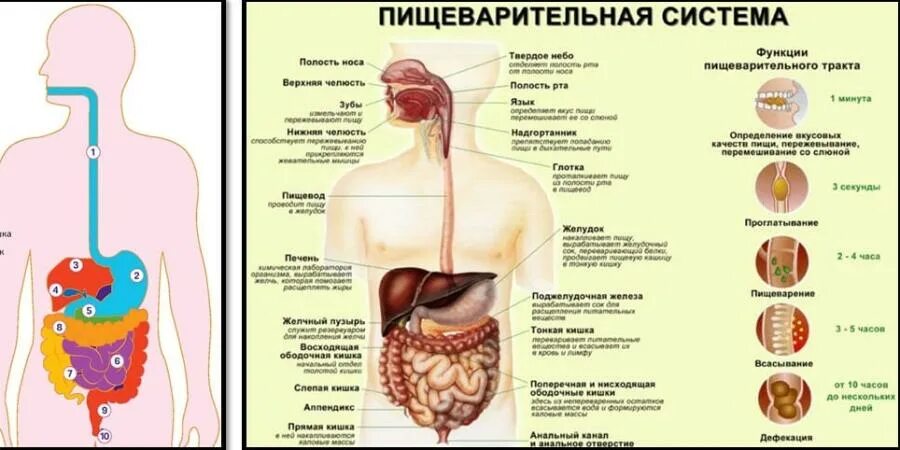 Изменения в пищеварительной системе. Функции пищеварительной системы. особенности пищеварительной системы человека. пищеварительный тракт человека. профилактика пищеварительной системы.