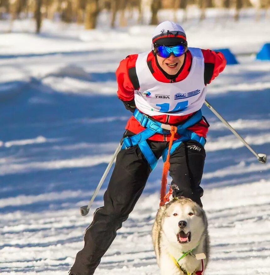 поздравляем с победой в кинологическом спорте аджилити. боксер в аджилити. аджилити в финляндии. кинологический спорт красноярск. кинологический фристайл томск.
