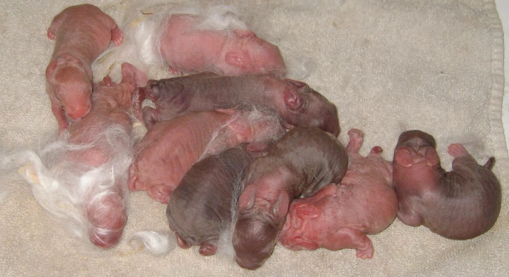 Новорождённые крольчата.
