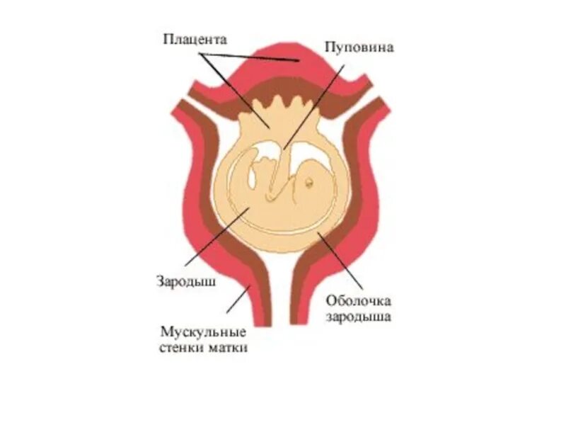 Зародыш млекопитающего в матке