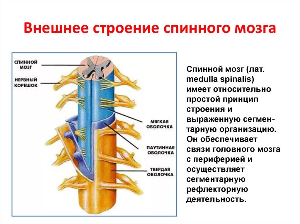 В какую систему органов входит спинной мозг. Строение нервной системы.спинной мозг 8. Спинной мозг покрыт тремя защитными оболочками. Внешнее строение спинного мозга-оболочки спинного мозга. 3 Оболочки спинного мозга кратко.