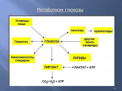 Какую роль играет глюкоза в организме