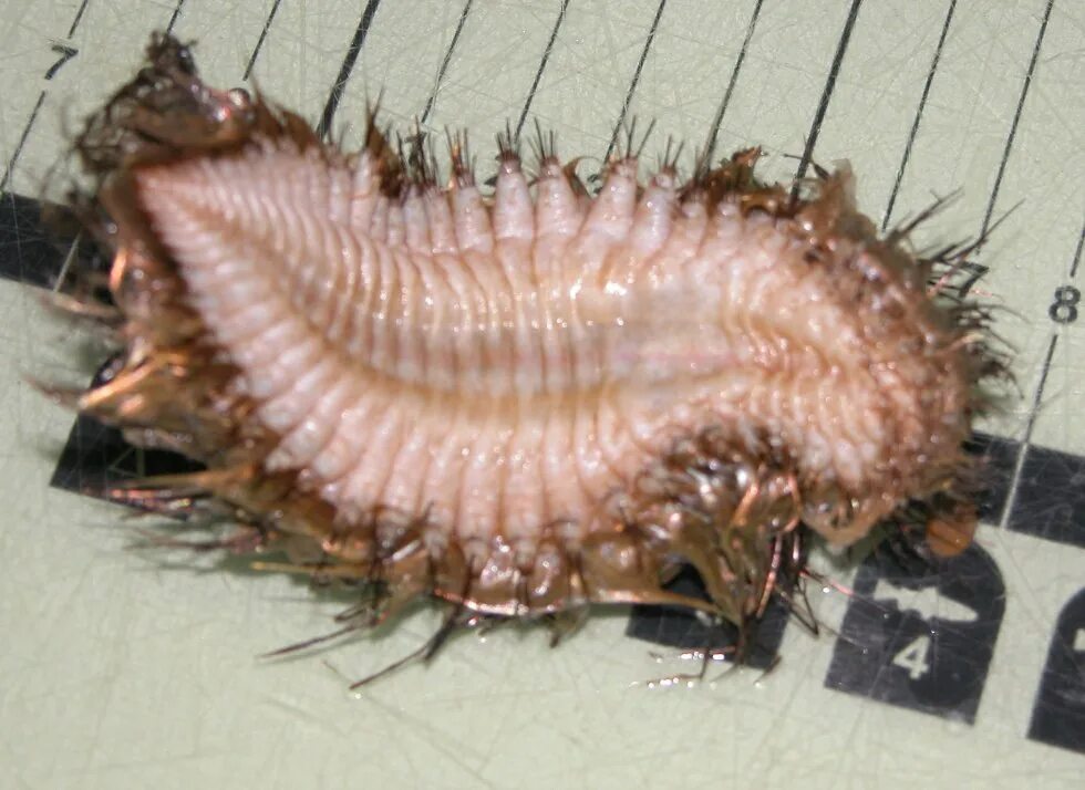 полихеты афродита. морская мышь (полихета). морская мышь (полихета). пегий путорак. мышь червяк.